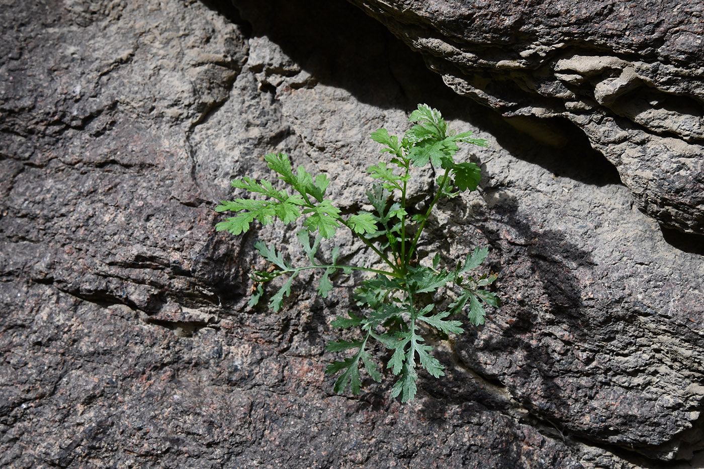 Image of familia Asteraceae specimen.