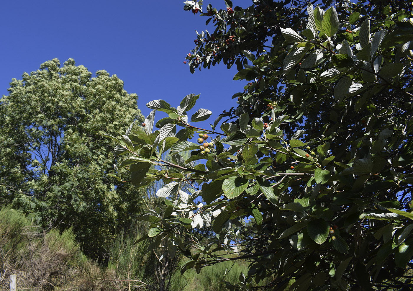 Изображение особи Sorbus aria.