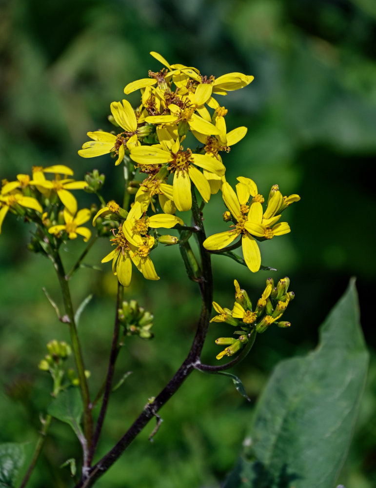 Изображение особи Ligularia thomsonii.