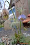 Pulsatilla tatewakii