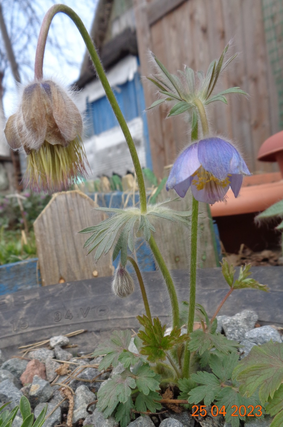 Image of Pulsatilla tatewakii specimen.