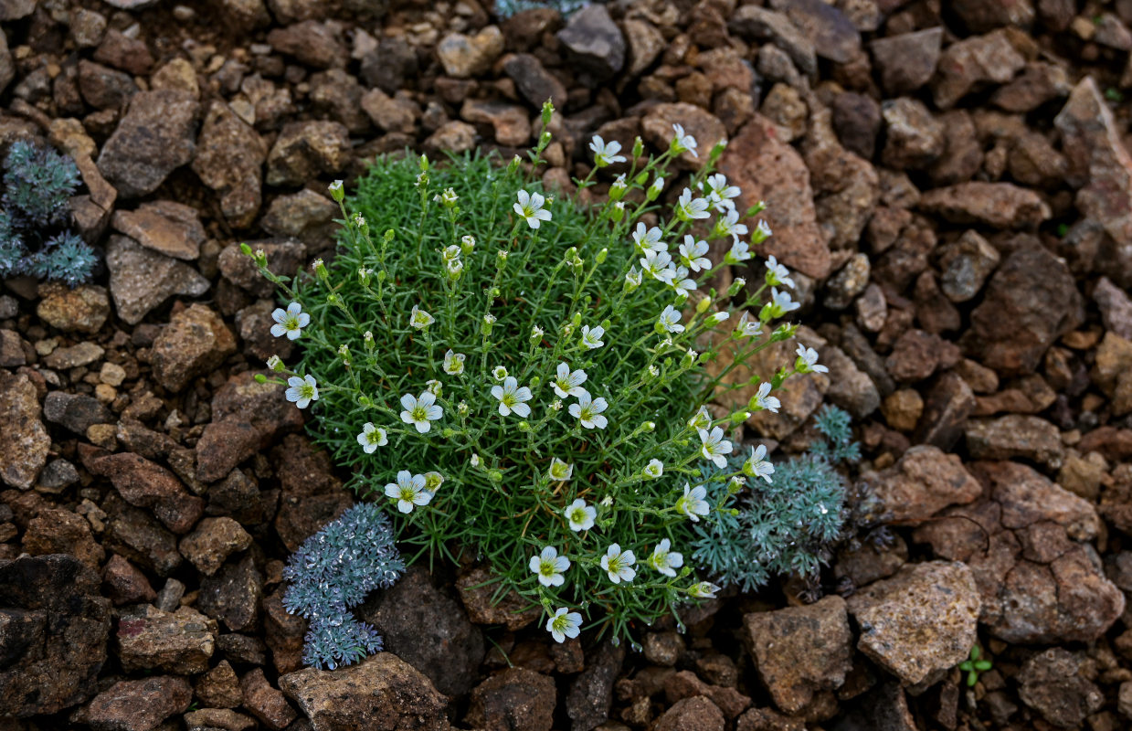 Image of Minuartia arctica specimen.