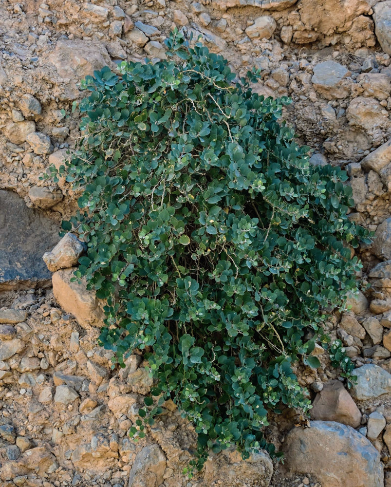 Изображение особи Capparis spinosa.