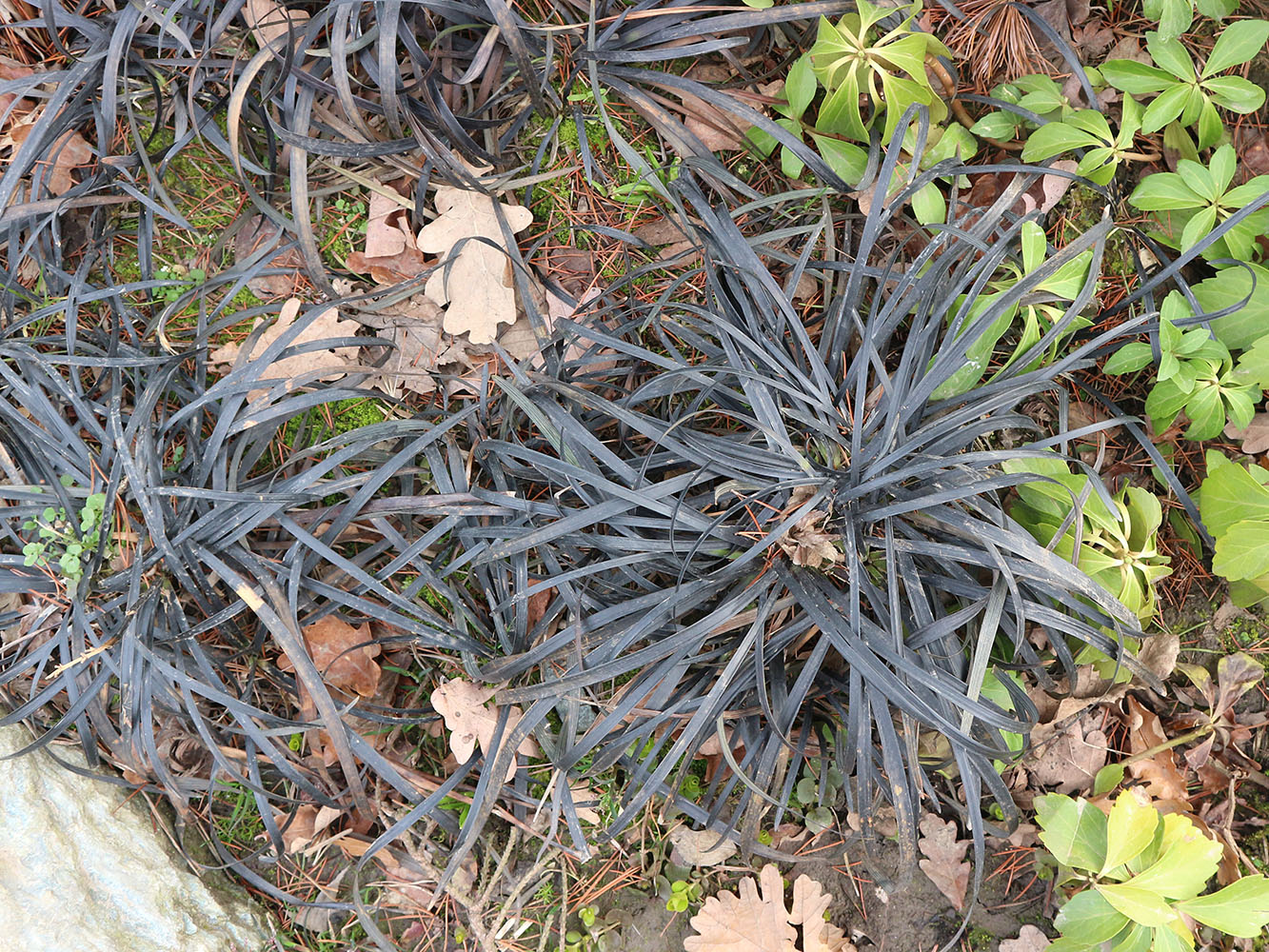 Изображение особи Ophiopogon planiscapus.