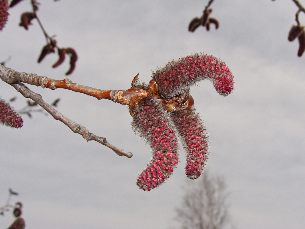 Image of Populus davidiana specimen.