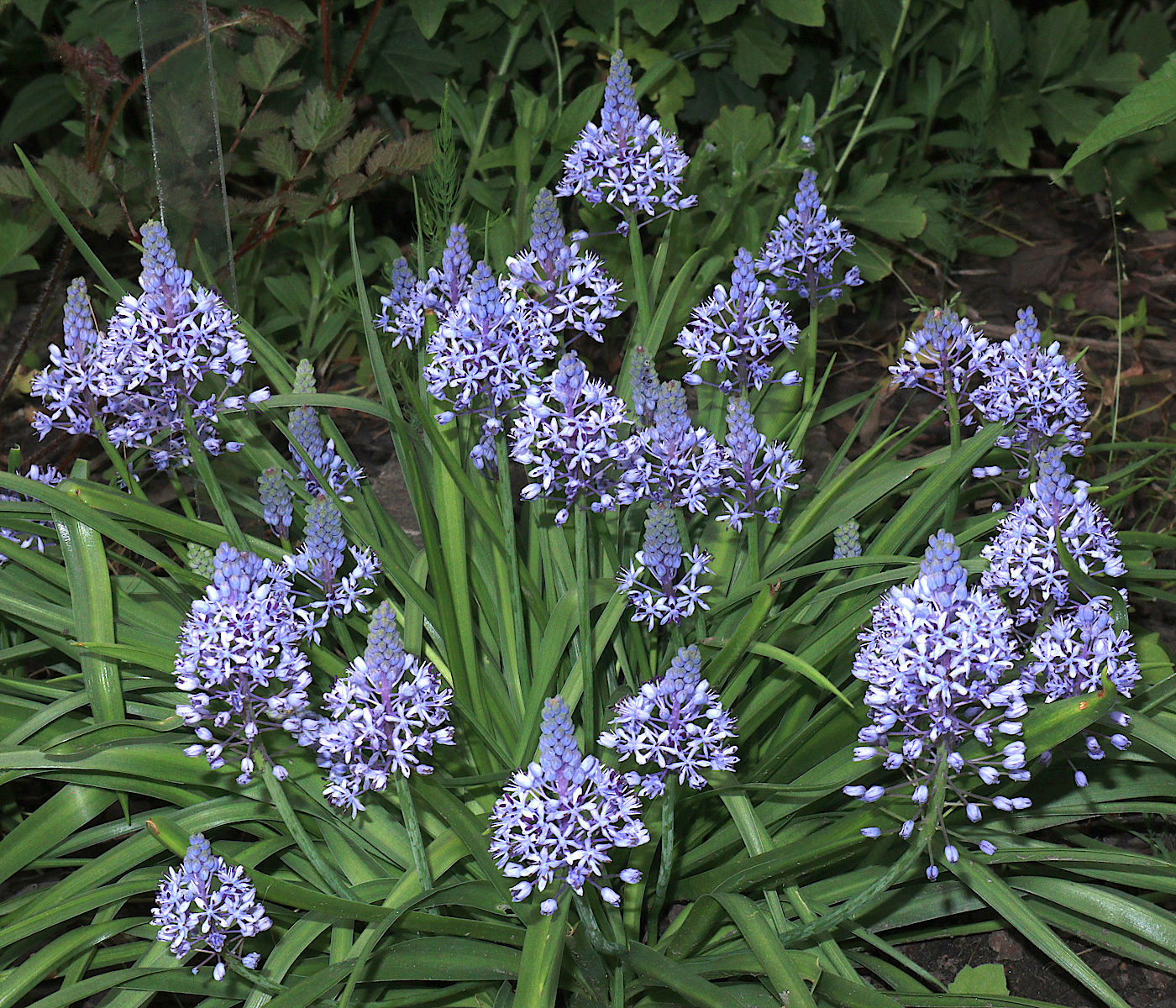 Image of Scilla litardierei specimen.