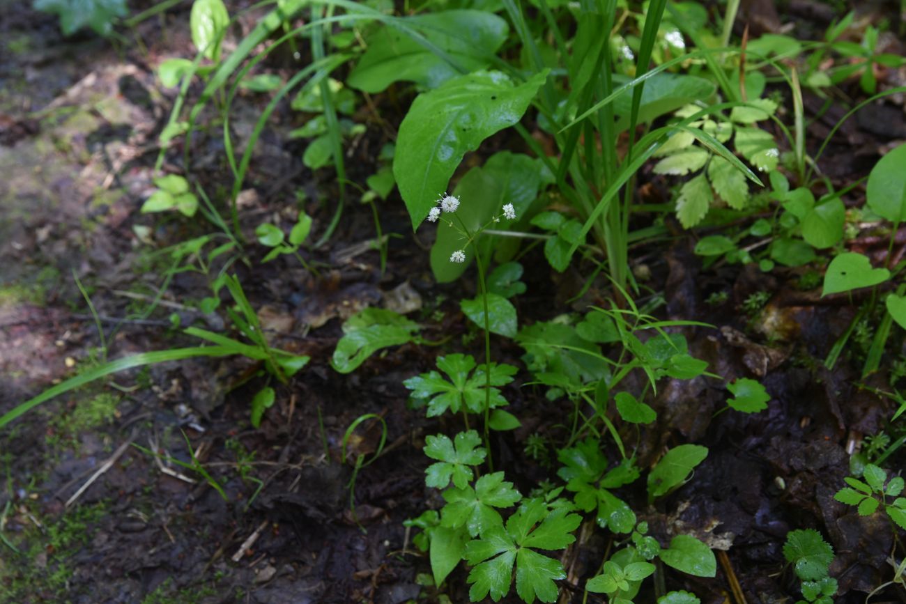 Изображение особи Sanicula europaea.