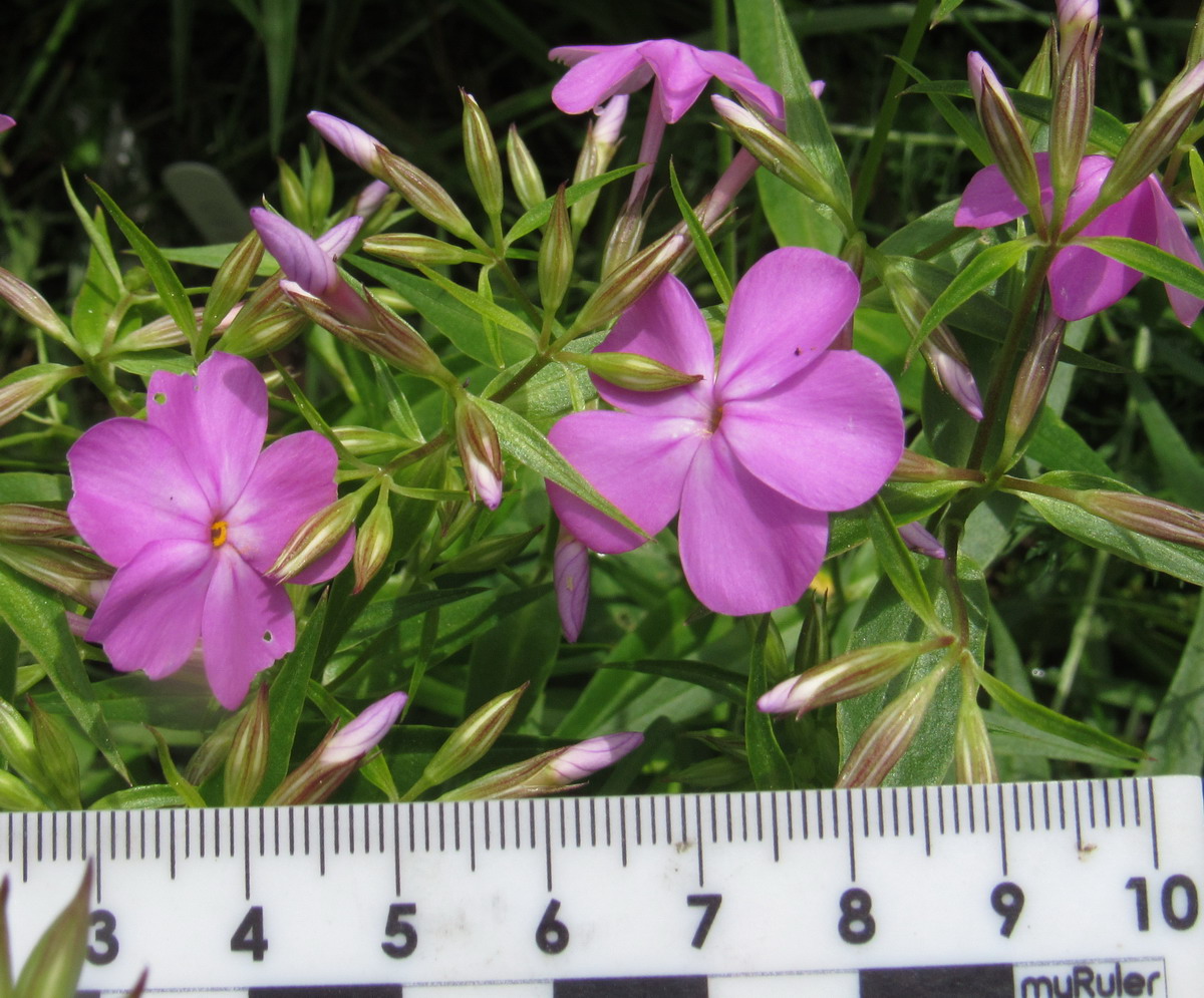 Image of Phlox glaberrima specimen.