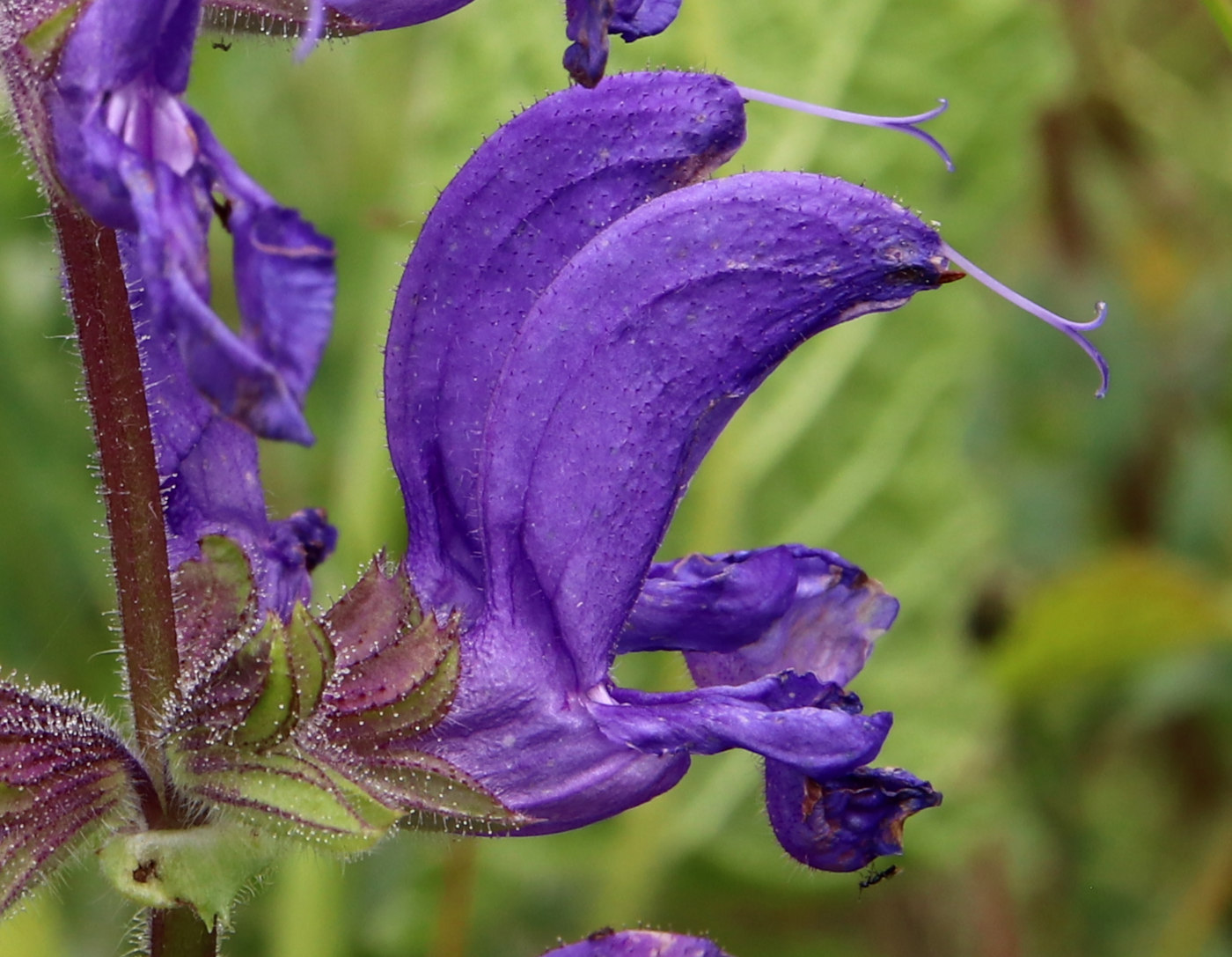 Image of Salvia pratensis specimen.