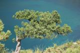 Juniperus excelsa. Дерево на приморском склоне. Южный берег Крыма, ГБЗ \"Новый свет\". 24 июня 2016 г.