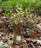 Pyrola chlorantha. Цветущие растения. Крым, окр. Ялты, кордон «Грушевая поляна». 28.05 2023 г.