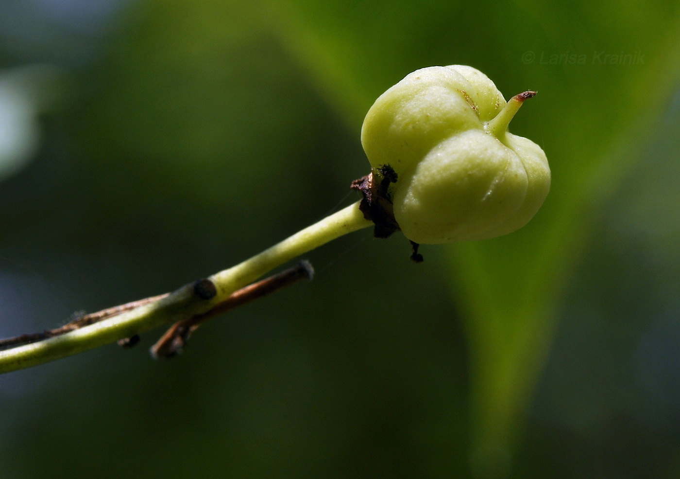 Image of Euonymus maackii specimen.