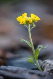 Alyssum oschtenicum. Цветущее растение. Карачаево-Черкесия, Урупский р-н, верховья притока р. Ацгара, каменистая осыпь. 09.08.2024.