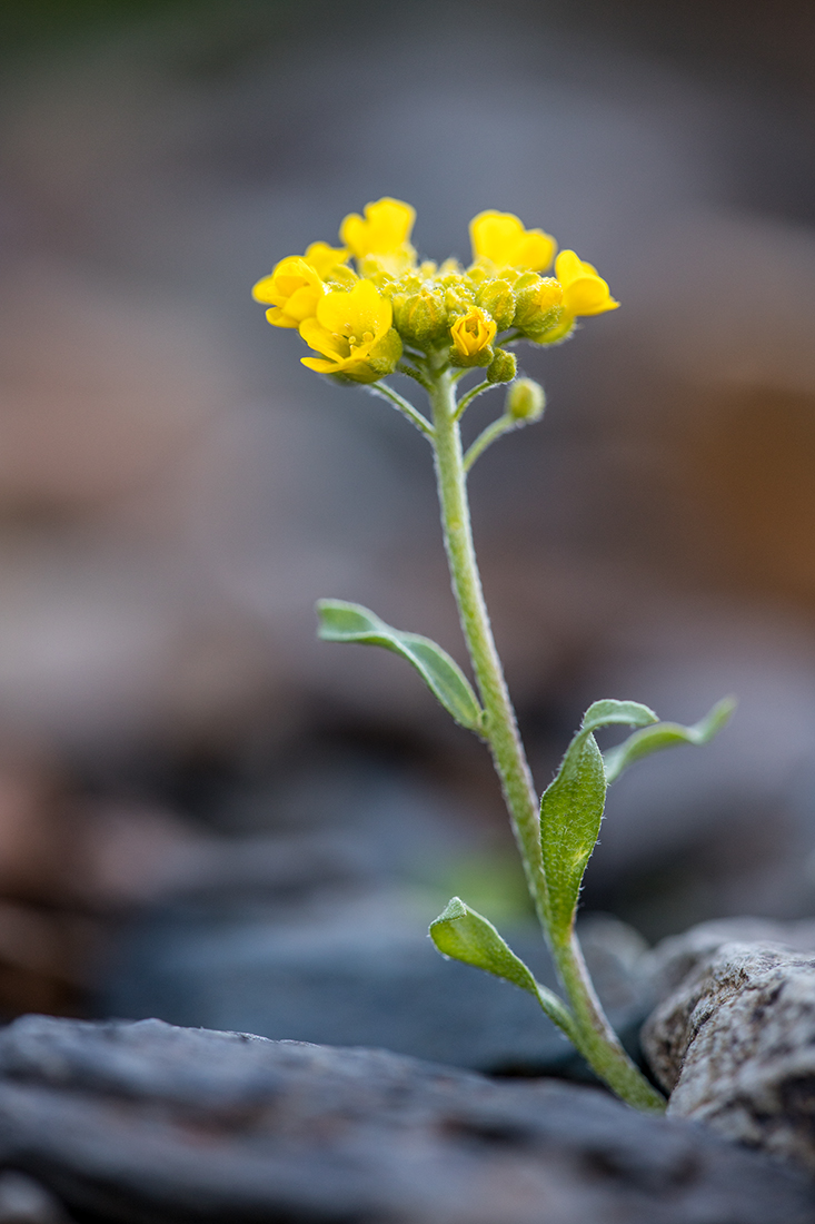 Изображение особи Alyssum oschtenicum.