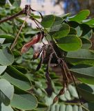 Robinia pseudoacacia