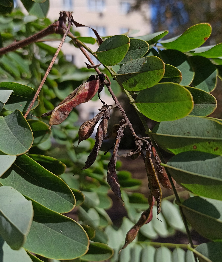 Image of Robinia pseudoacacia specimen.