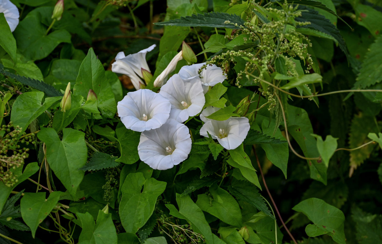 Изображение особи Calystegia sepium.