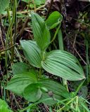 genus Cypripedium. Плодоносящее растение. Сахалин, Холмский гор. округ, окр. мыса Слепиковского, подножие лугового склона. 26.08.2023.