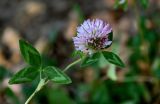 Trifolium pratense. Верхушка побега с соцветием. Московская обл., гор. округ Балашиха, Озёрный лесопарк, оз. Чёрное, опушка смешанного леса. 15.09.2024.