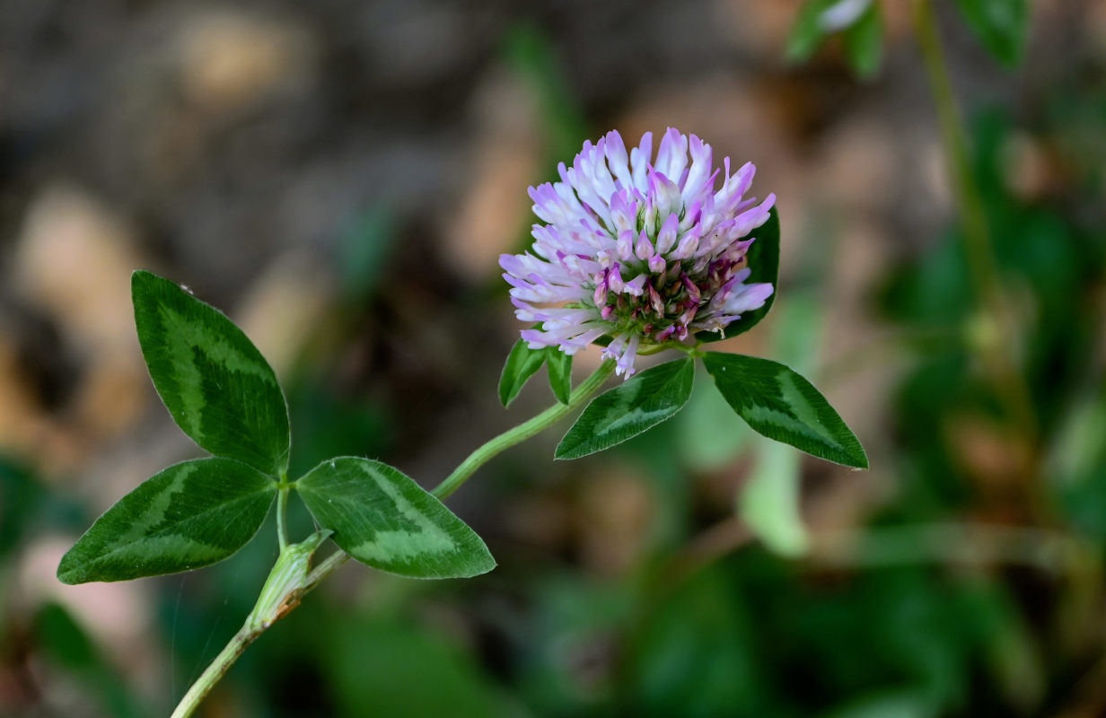 Image of Trifolium pratense specimen.