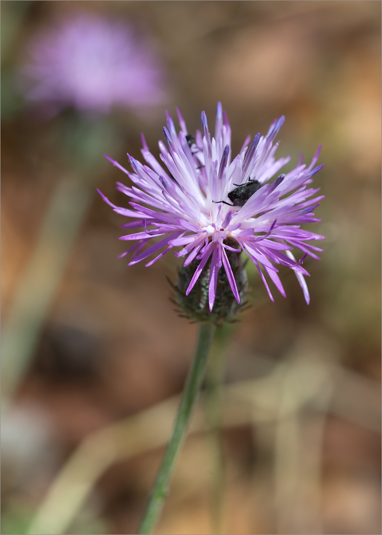 Image of familia Asteraceae specimen.