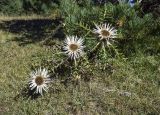 Carlina acaulis подвид caulescens. Цветущие растения. Испания, автономное сообщество Каталония, провинция Жирона, комарка Рипольес, муниципалитет Мольо, вершина горы Коль-де-Арес, 1575 м н.у.м., сосновое (Pinus uncinata) редколесье, луг. 15.09.2024.