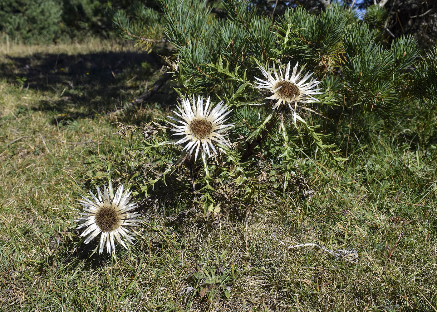 Изображение особи Carlina acaulis ssp. caulescens.