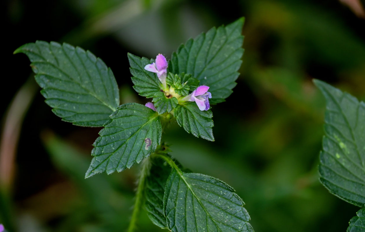 Изображение особи Galeopsis bifida.