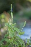 Salvia hispanica. Верхушка цветущего растения. Краснодарский край, г. Сочи, м-р Лазаревское, антропогенно изменённый каменистый берег р. Псезуапсе. 04.11.2024.