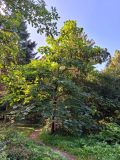 Catalpa bungei