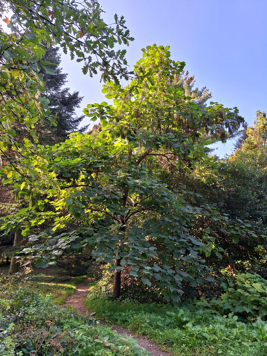 Изображение особи Catalpa bungei.