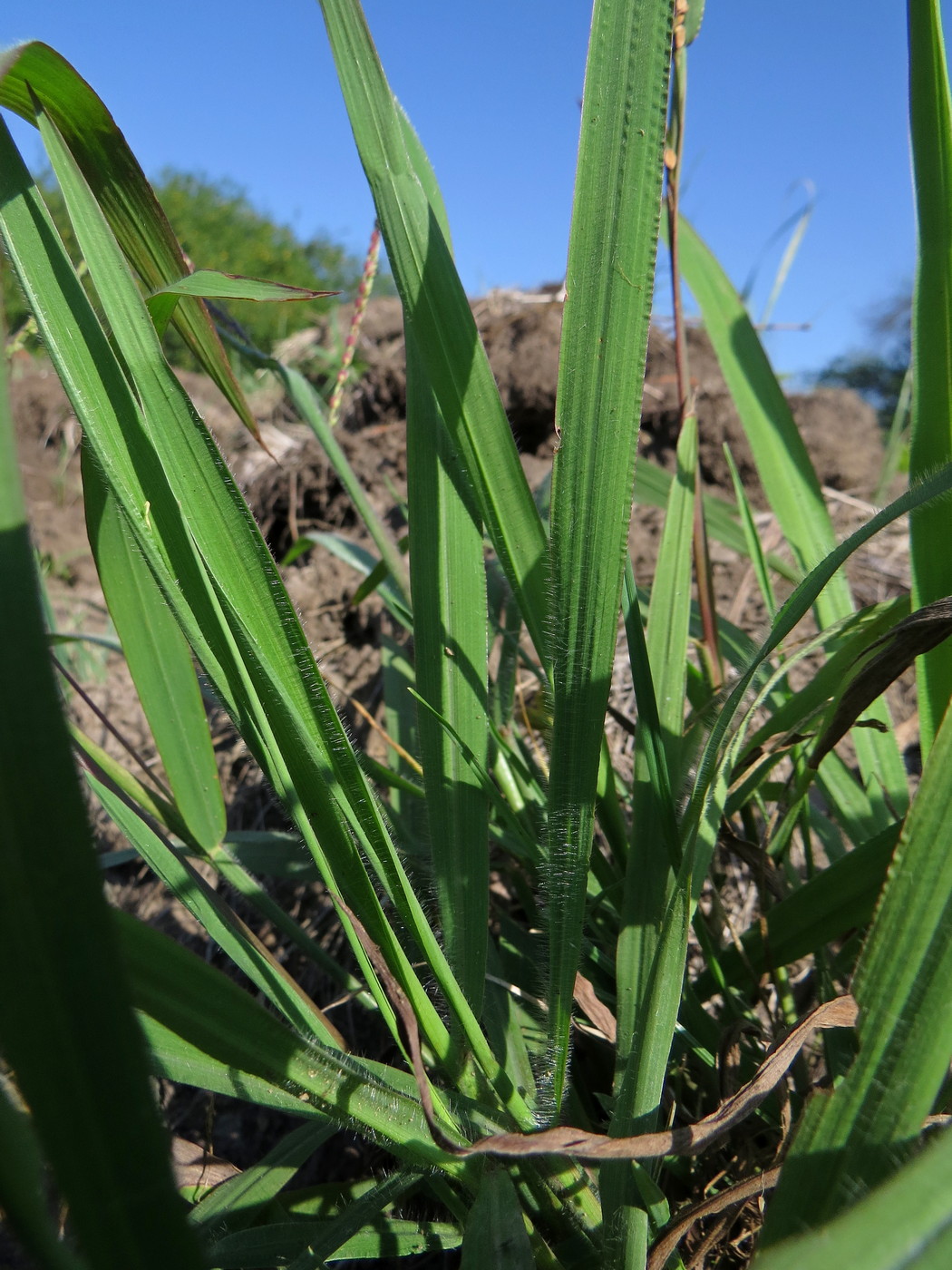 Image of Paspalum thunbergii specimen.