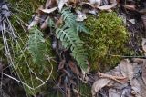 genus Polypodium. Вайи. Грузия, край Самцхе-Джавахети, Боржомский муниципалитет, лесистый склон (дуб, граб, ель восточная) c храмом Мариам Цминда, выс. 1020 м н.у.м. 2 февраля 2025 г.