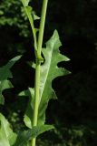 Sonchus arvensis