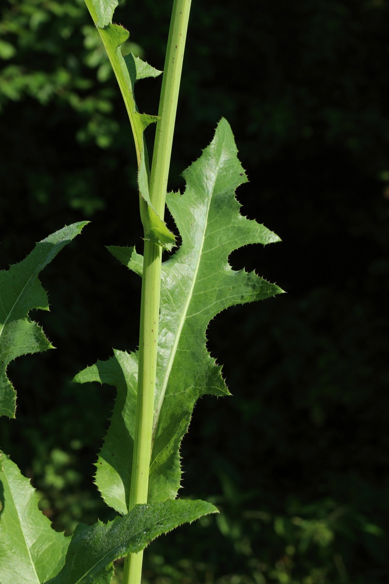 Image of Sonchus arvensis specimen.