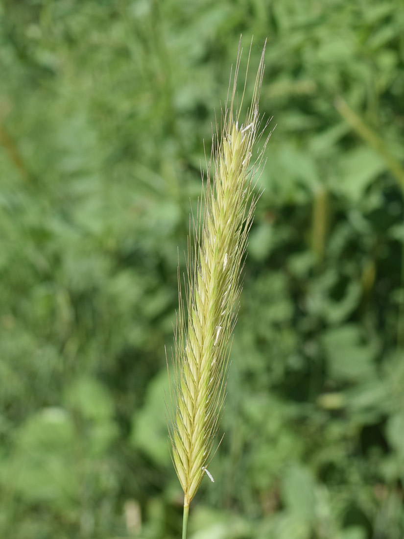 Изображение особи Hordeum bulbosum.