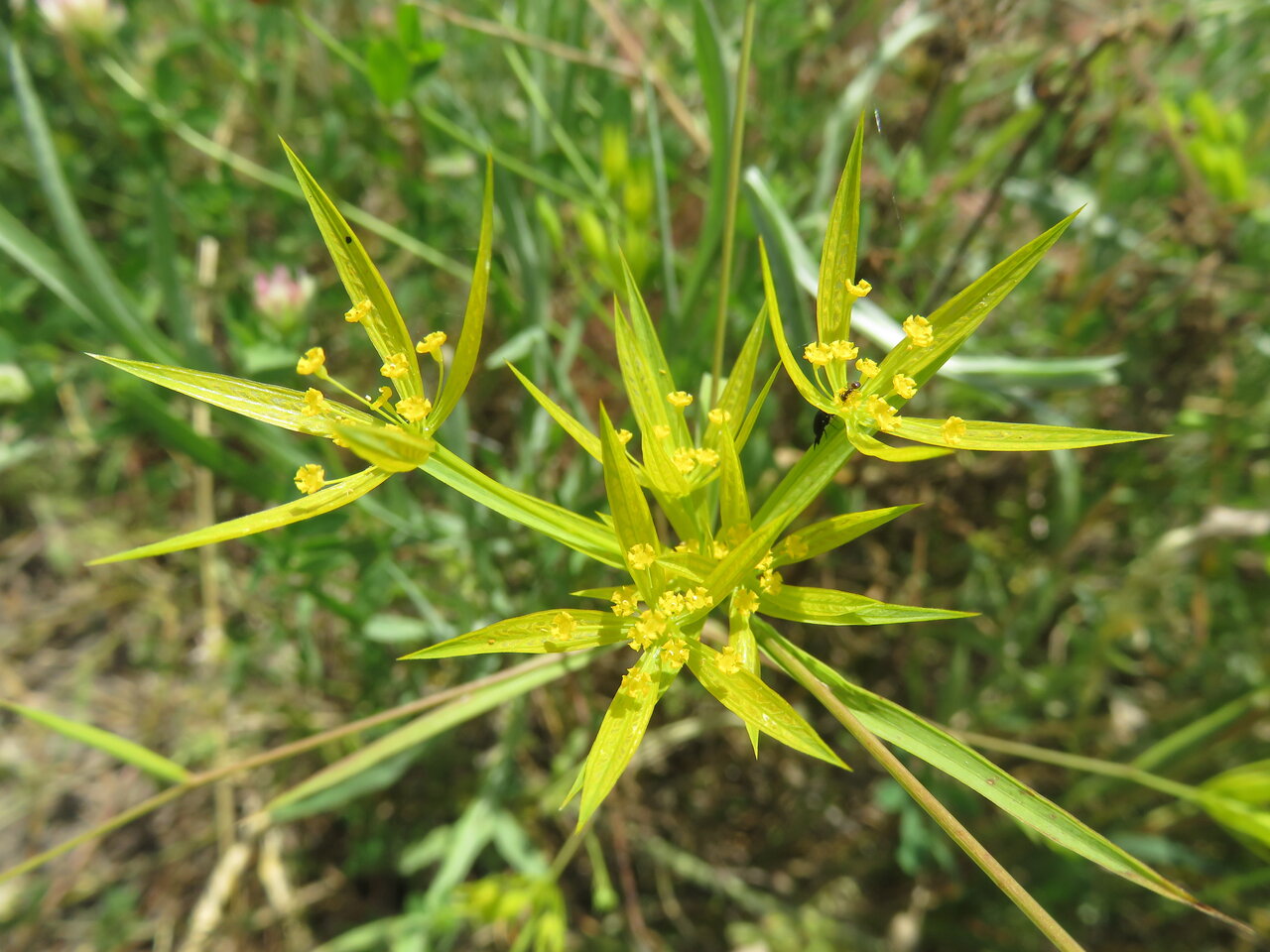 Изображение особи Bupleurum odontites.