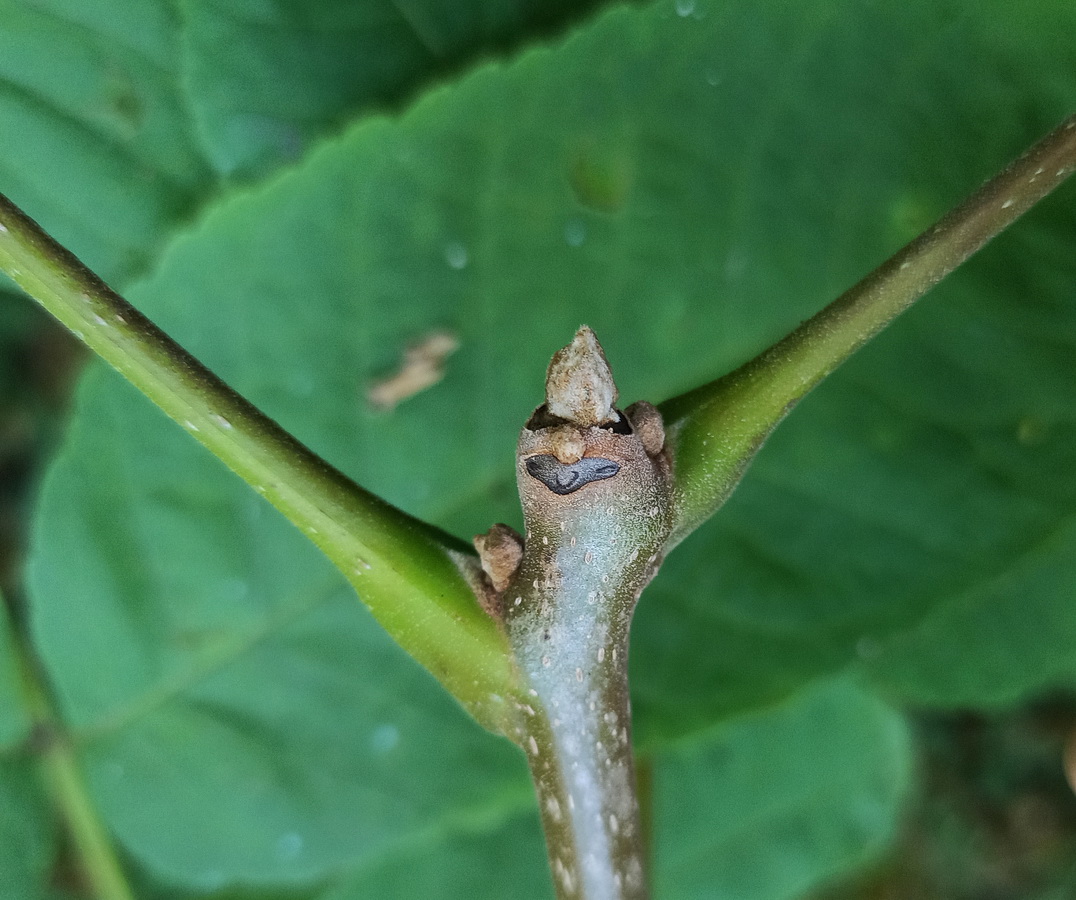 Image of Juglans mandshurica specimen.