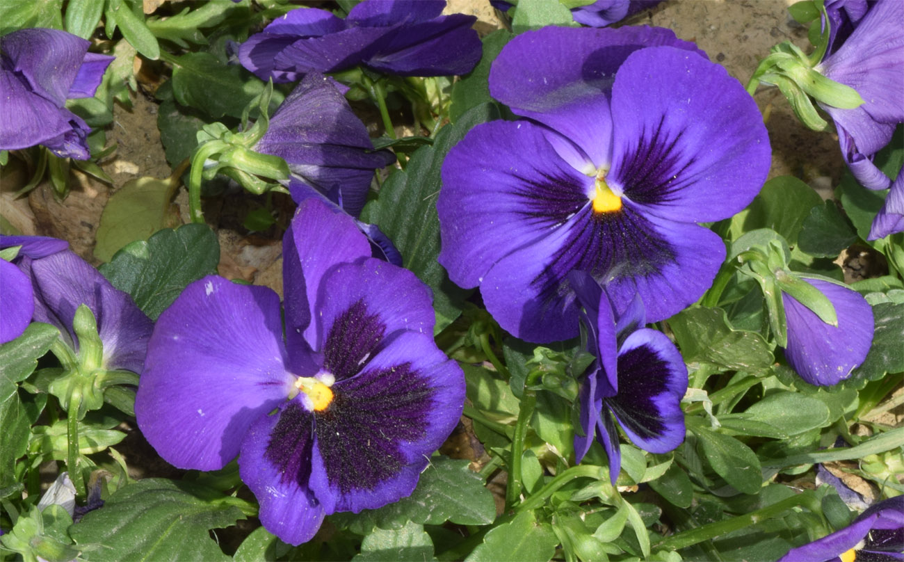 Image of Viola wittrockiana specimen.