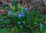 Scilla siberica
