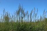 View full-size image Calamagrostis groenlandica