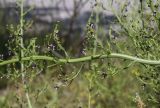 View full-size image Scrophularia canina subspecies crithmifolia
