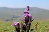 Смотреть изображение Gentianella caucasea