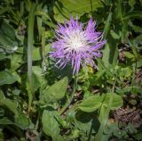 Смотреть изображение Psephellus abchasicus