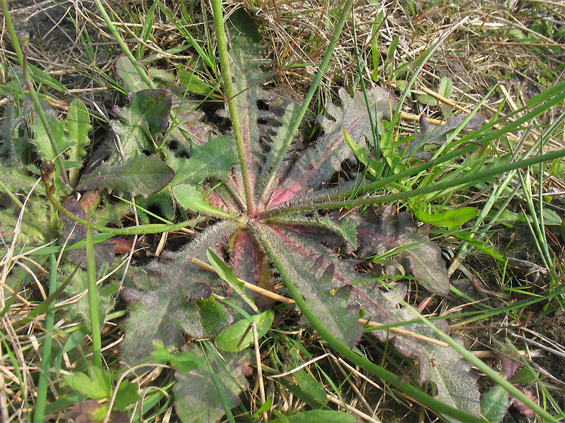 Image of Hypochaeris radicata specimen.