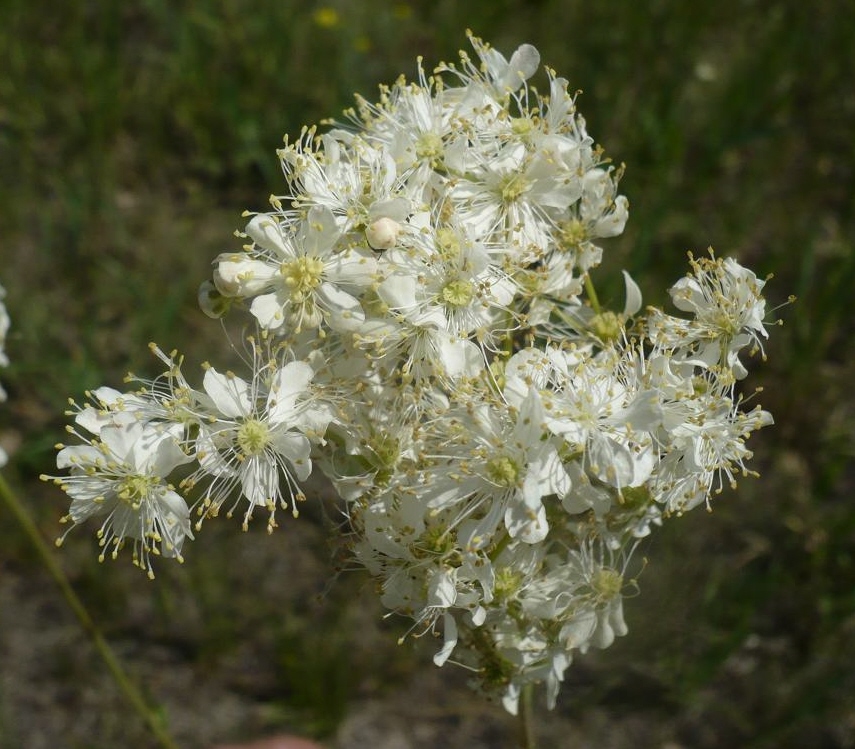 Изображение особи Filipendula vulgaris.