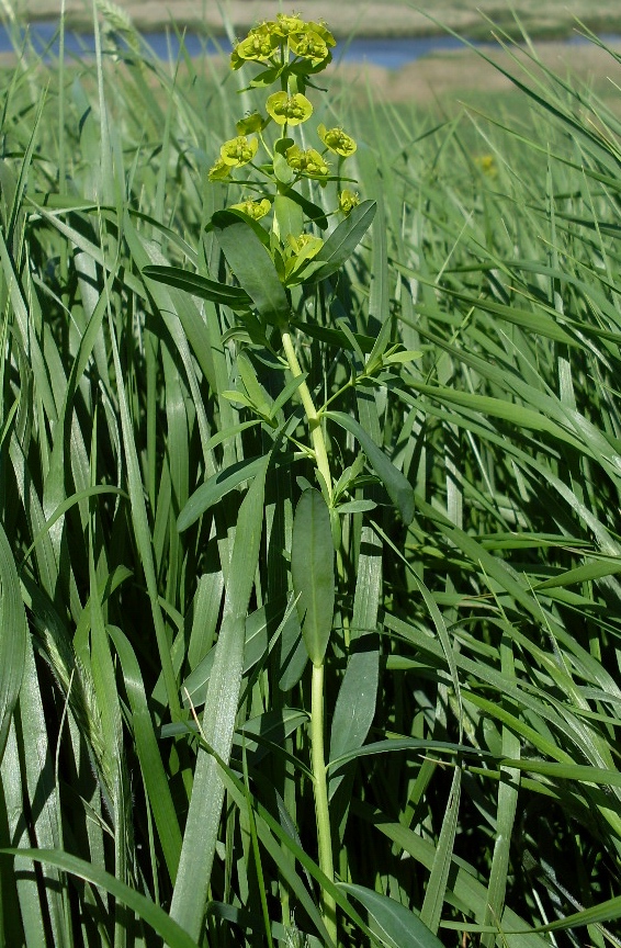 Image of Euphorbia iberica specimen.