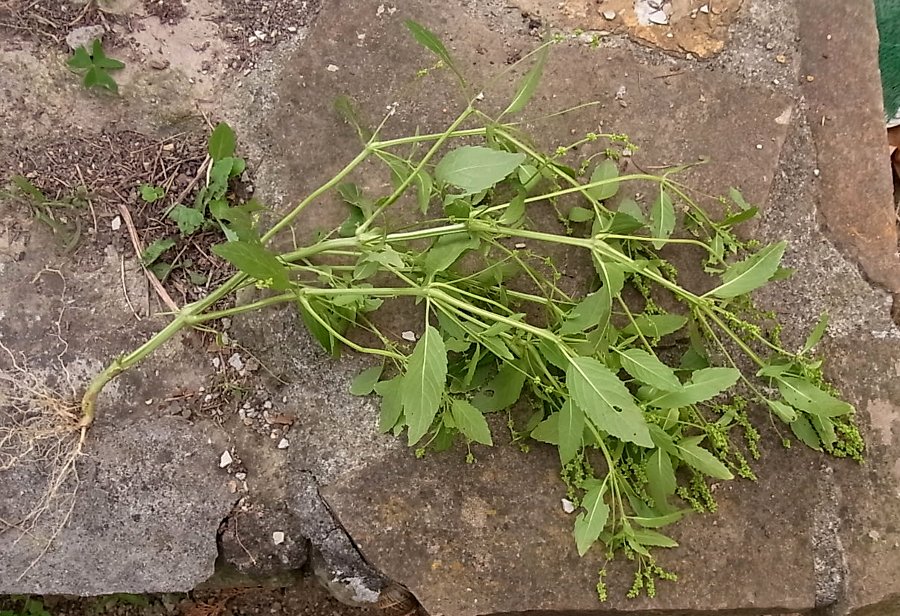 Image of Mercurialis annua specimen.