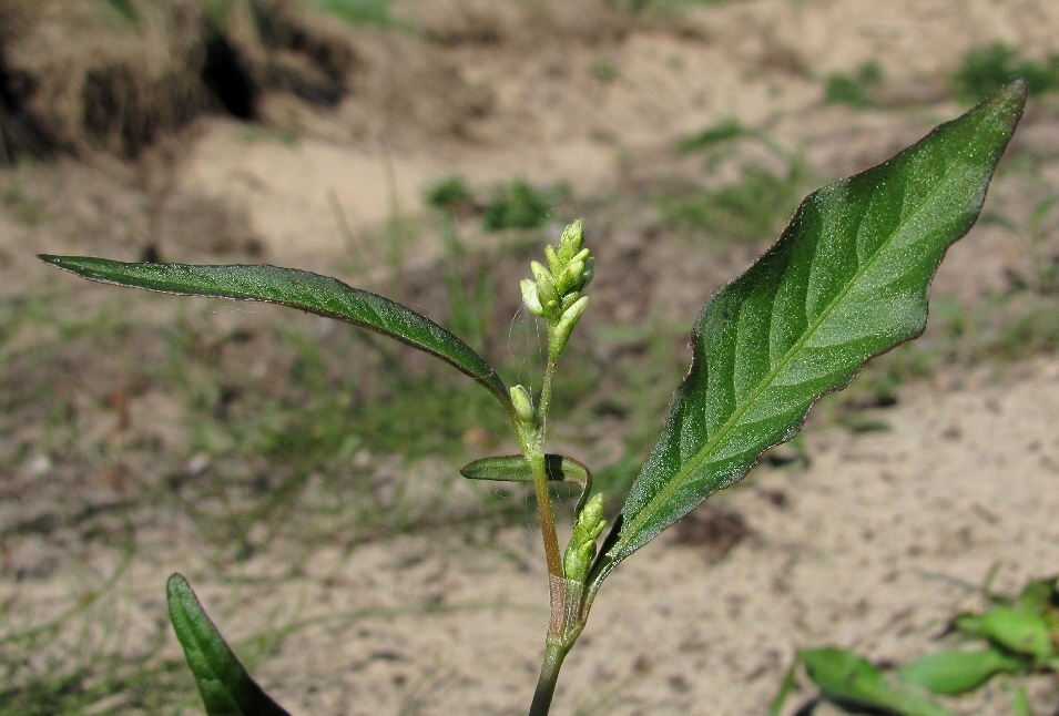 Image of Persicaria lapathifolia specimen.