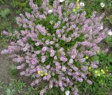 Thymus marschallianus